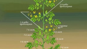 Пасынкование томатов. Как пасынковать индетерминантные томаты. Теория.