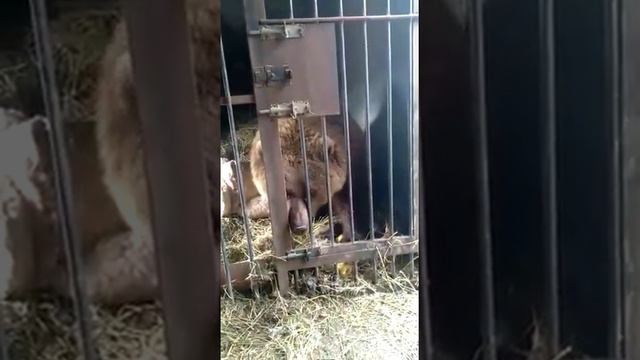 #машахулиганяша и #мамашаМаши смотреть онлайн