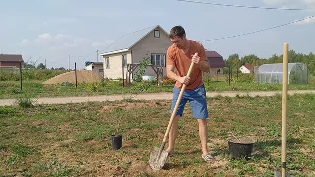 Посадка яблони, 2х груш и 2х туи. смотреть онлайн