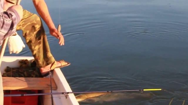 Catfish. Fishing. Lake Balkhash. Kazakhstan. Ловля сома на Балхаше, Казахстан смотреть онлайн