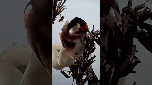 #shorts_video_youtube #щегол птица красивая зима смотреть онлайн