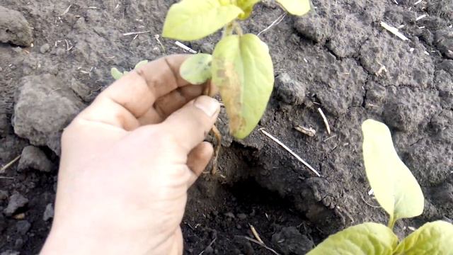 Подсолнечник -Пшеница.Этот Сука год ещё тот... смотреть онлайн