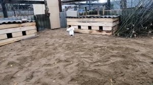 ОБУСТРАИВАЕМ ВЫГУЛ ДЛЯ КРОЛИКОВ, КРОЛИКИ НА СВОБОДЕ, ПЕРВЫЙ ВЫГУЛ)))