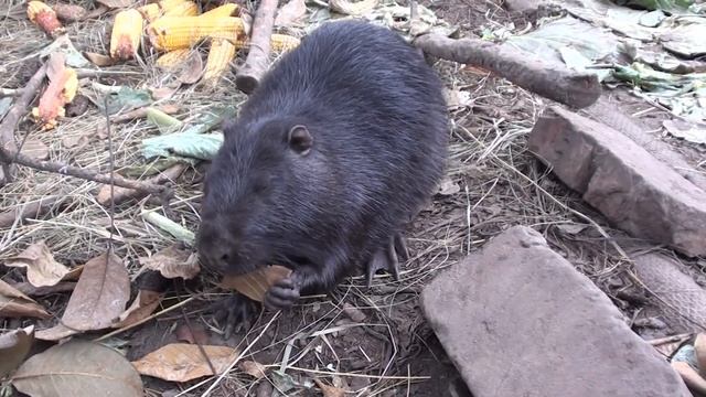 Нутрии в вольерах круглый год. смотреть онлайн