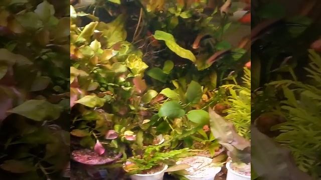 Поступление более 30 видов самых популярных Аквариумных растений. смотреть онлайн