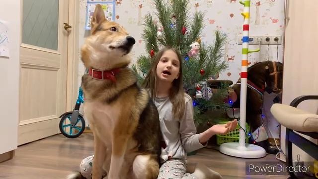 ОТКУДА У МЕНЯ СОБАКА ?? | Как в нашей семье появилась собака | ? смотреть онлайн