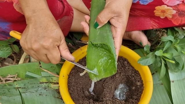 How To Propagate MangoTree To Colorful ,mango Fruit colorful смотреть онлайн