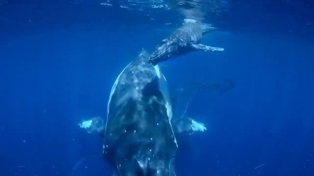 Почему Мертвые Киты Опасны смотреть онлайн