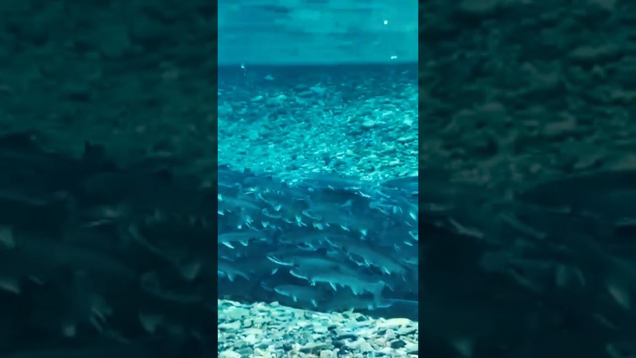 Рыбалка на Камчатке #shorts #fishing #рыбалка смотреть онлайн