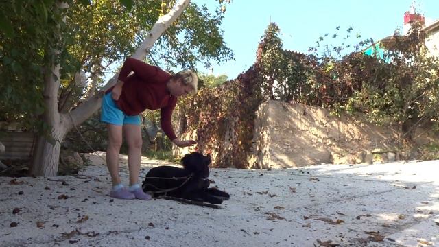 Ризеншнауцер АББи. То защита, то охрана