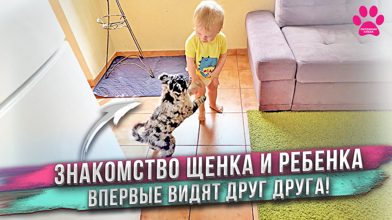 Мы купили самую умную собаку в мире! Как прошло знакомство щенка и сына? смотреть онлайн