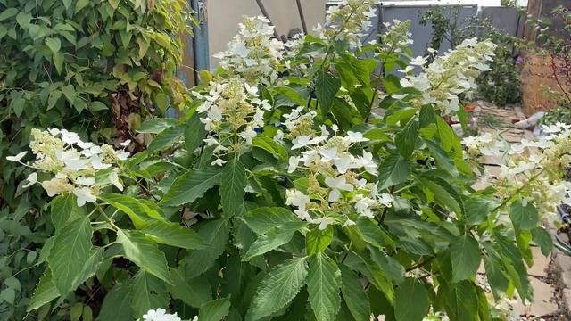 Метельчатые гортензии не для юга??? смотреть онлайн