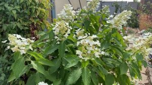 Метельчатые гортензии не для юга???