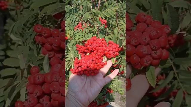 Рябина защитит смотреть онлайн