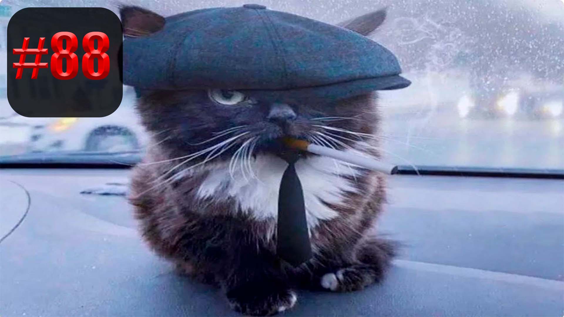 608 секунд Смеха ?? | UNUSUAL MEMES приколы лучшие до слез ?? 2022 Funny cute cats compilation смотреть онлайн