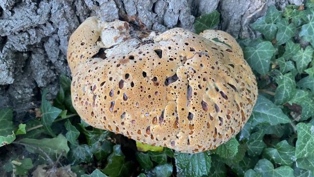 Pseudoinonotus dryadeus (Трутовик древесный), July 9, 2020 смотреть онлайн