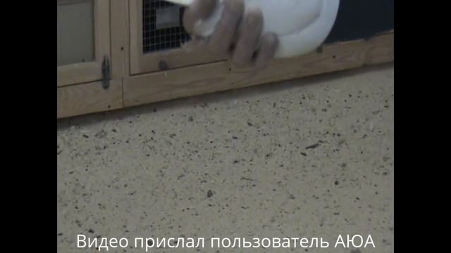 Самки. Голуби Енукова Виктора. г. Гусь Хрустальный 2009 год. Из архива Ю. А. Артамонова г. Покров смотреть онлайн