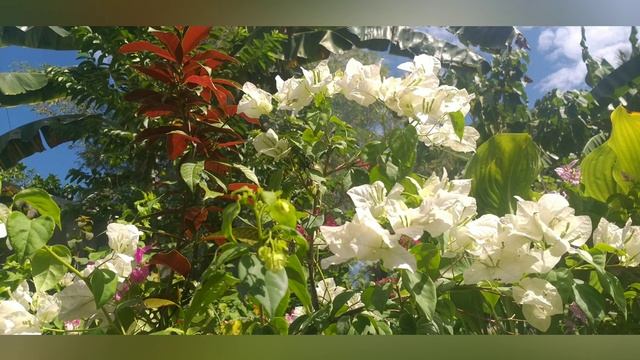 Har Har Ram Das Guru Hai ~ Snatam Kaur ~{¤•¤}~ ☆°•