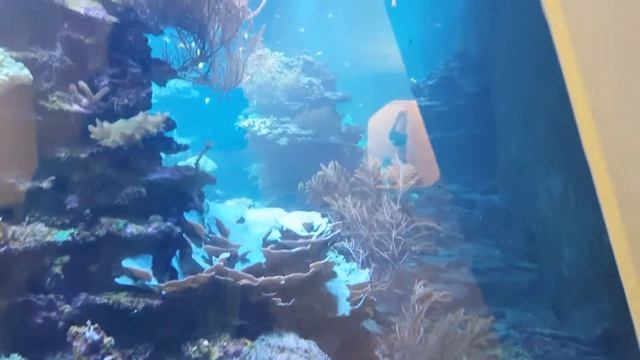 240.000 Liter Meerwasseraquarium. Naturkundemuseum Karlsruhe смотреть онлайн