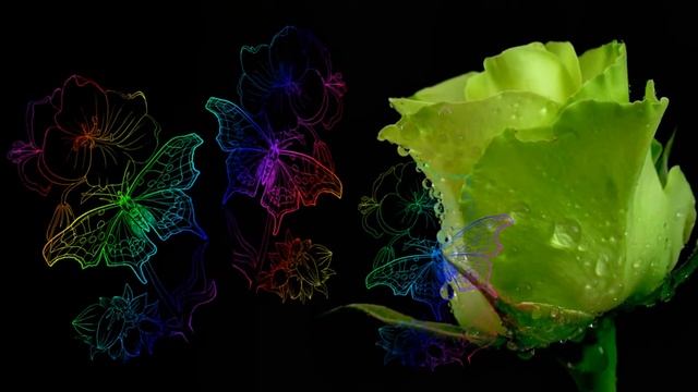 Фон для видеомонтажа Бабочки и роза HD Video Background смотреть онлайн