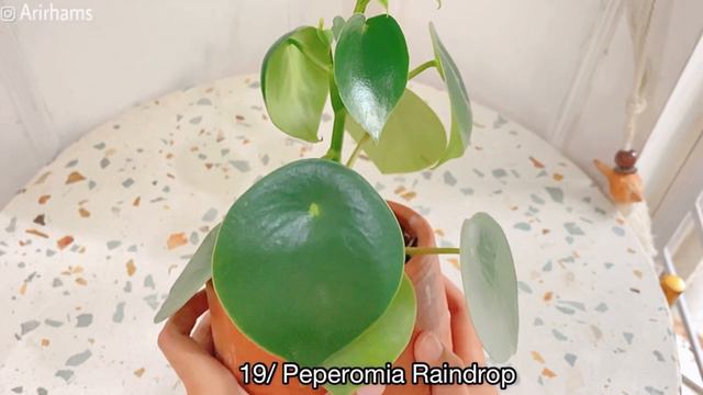 PLANT TOUR PART 1 | PLANT HAUL #SHOPEEHAUL смотреть онлайн