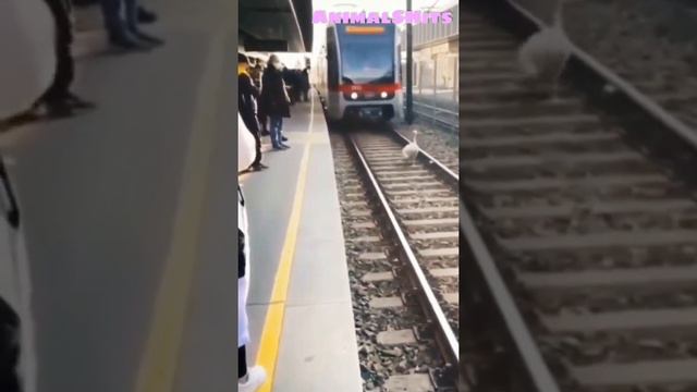 И пусть Весь Мир 🚂 Подождет 😅 Приколы Животные Тик Ток #прикол #тикток смотреть онлайн