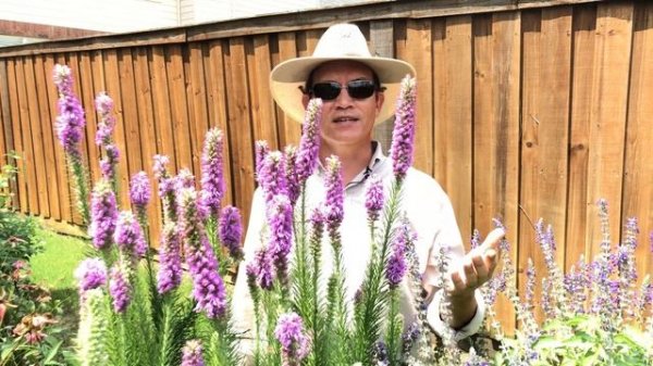 Plant Profile: Dense Blazing Star - Liatris spicata