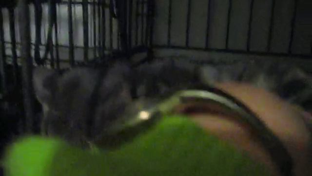 Котёнок с сильным ушибом головы ((( смотреть онлайн