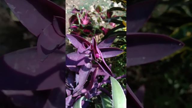 Bunga Tradescantia pallida💜💜 : adam hawa / hati ungu / talikorang - planttani.idn garden смотреть онлайн