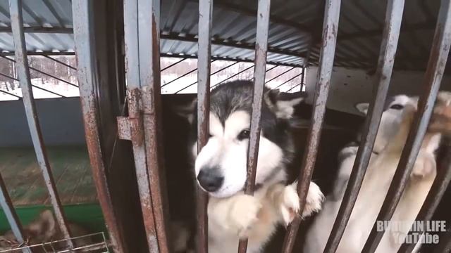 Презентация приюта Майский День, г  Иваново