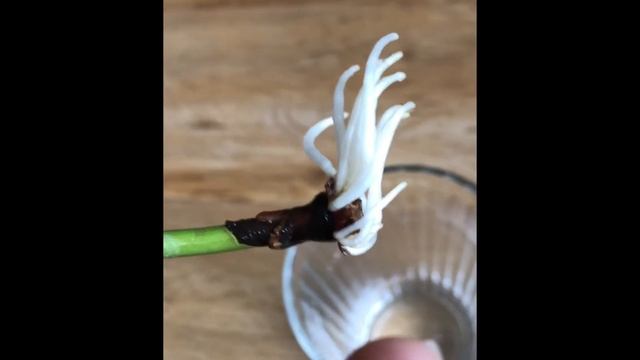 Propagating Gloriosa Lily In Water, Gloriosa Superba, Plant Propagation смотреть онлайн