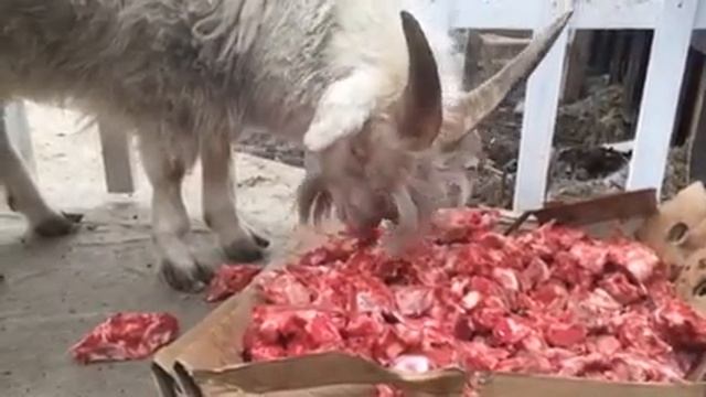 Козел ест мясо смотреть онлайн