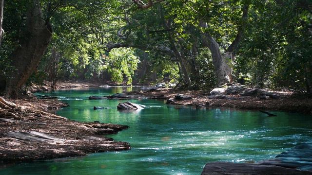 Study, Meditation, Boost the Immune System смотреть онлайн