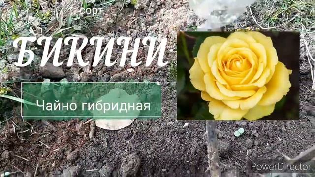 #немножко . Весенняя #стрижка взрослых хвойных растений. #формирующаяобрезка #пихта #топчик #сосн смотреть онлайн