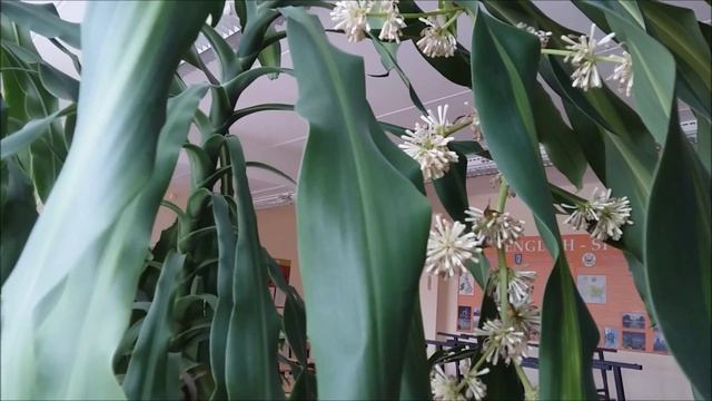 9 марта на работе... Зацвела драцена... смотреть онлайн