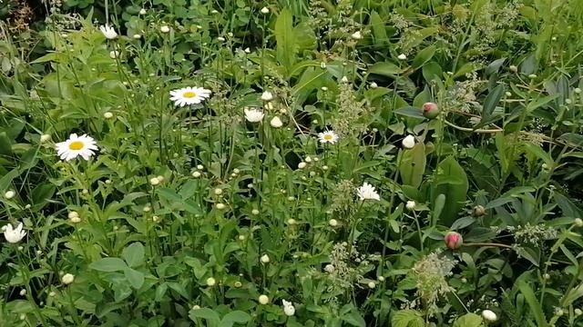 Цветики-цветочки смотреть онлайн