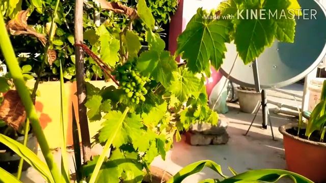 Daylily yellow (hemerocallis citrina)/:daylily in india (U.P. sultanpur) смотреть онлайн