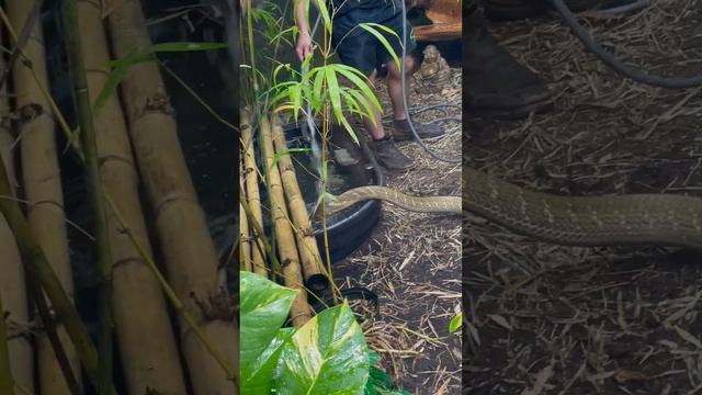 King Cobra Drinks from hose! #short #shorts #animal #wildlife #kingcobra #nature смотреть онлайн