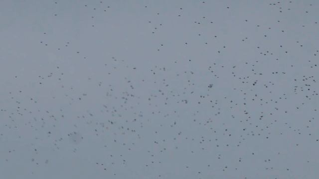 Скворцы (Sturnus vulgaris) над Одессой 09 февраля 2018 г. смотреть онлайн