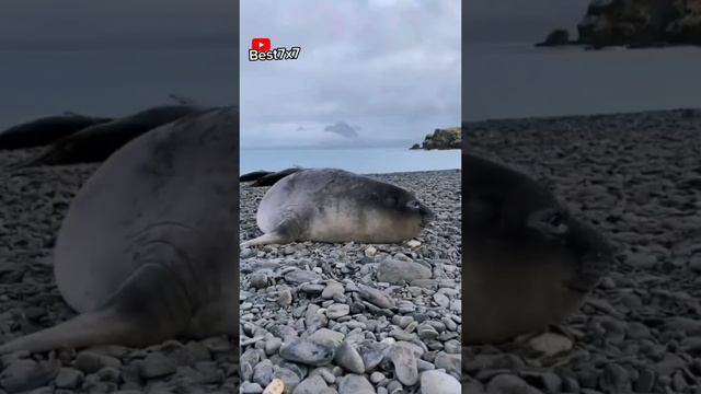 медведь грызёт ламбу ???.mp4