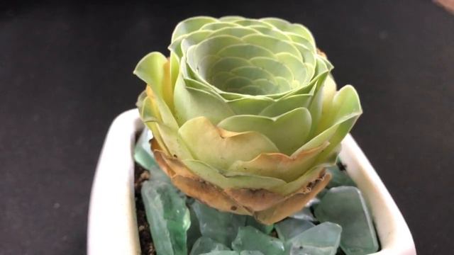 🌴 Rare Greenovia Diplocycla Gomera Plant 🌴 Mountain Rose 🌴 Aeonium Succulent Houseplant