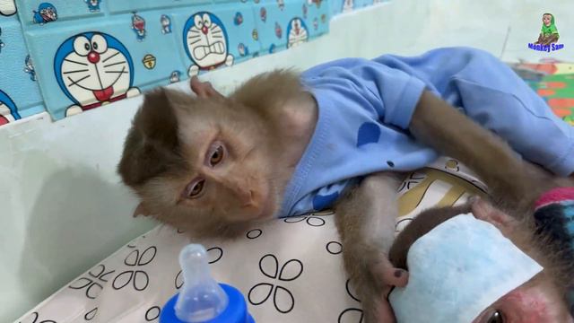 Monkey Sam Takes Care Of Asher And The Lovely Dog When Grandpa Visits Dad Khai
