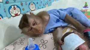 Monkey Sam takes care of Asher and the lovely dog when grandpa visits dad Khai