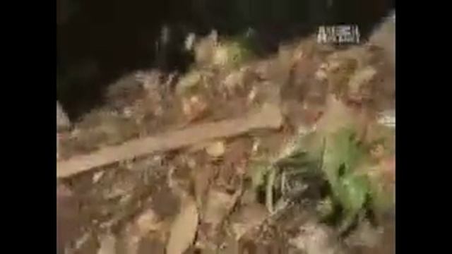 Anaconda Attacks TV Host смотреть онлайн