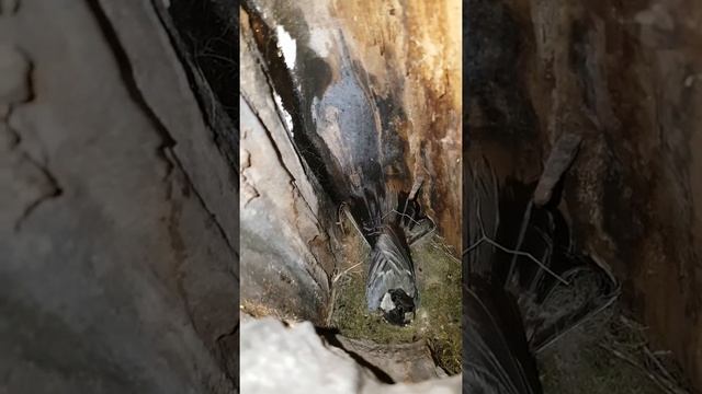 Синичка защищает своё гнездо. смотреть онлайн