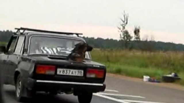 Собачий апгрейд смотреть онлайн