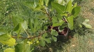 инжир фиг бланш и немного других сортов