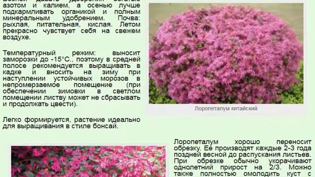 Лоропеталум китайский или Ремнелепестник Loropetalum chinense смотреть онлайн