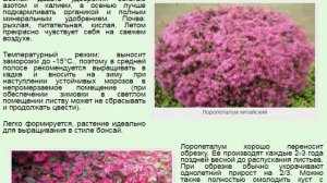 Лоропеталум китайский или Ремнелепестник  Loropetalum chinense