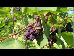 Ирга сорт Звездная ночь